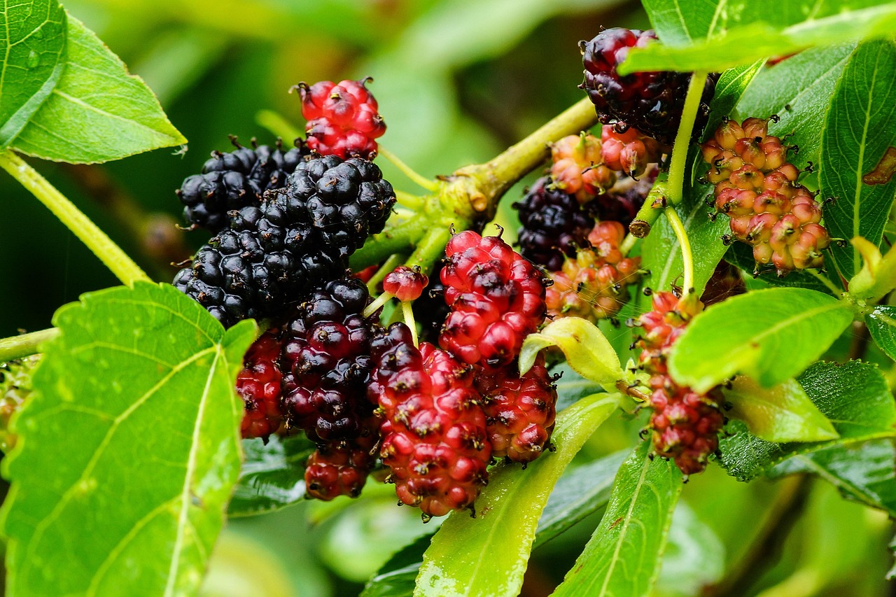 Mulberry, color, wild — How To Relieve Pain Caused By Osteoarthritis?